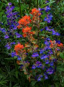 Castilleja-Penstemon - Harsh Paintbrush - Penstemon 14-3489